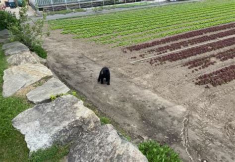 VIDEO: Bear that sparked Arlington schools delay is spotted at Lexington farm